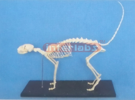 CAT SKELETON MODEL WITH PLASTIC STAND